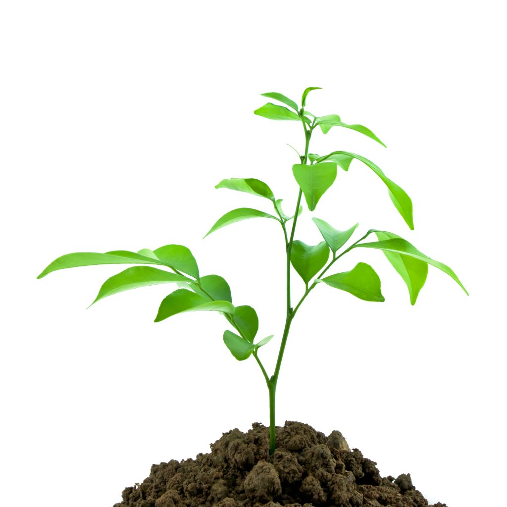 Nutrofertil – Fertilizantes e Substratos Orgânicos e Biológicos
