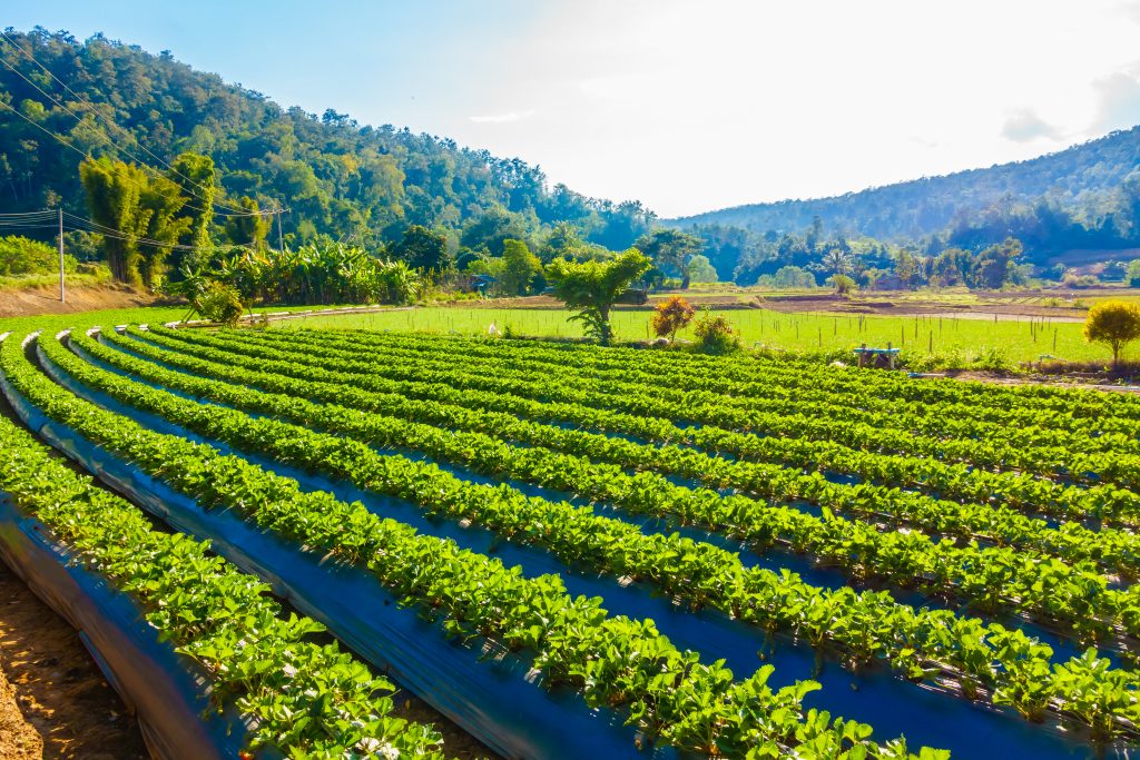Nutrofertil – Fertilizantes e Substratos Orgânicos e Biológicos