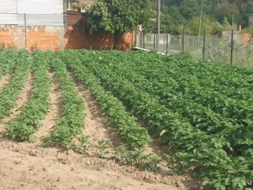 Nutrofertil – Fertilizantes e Substratos Orgânicos e Biológicos