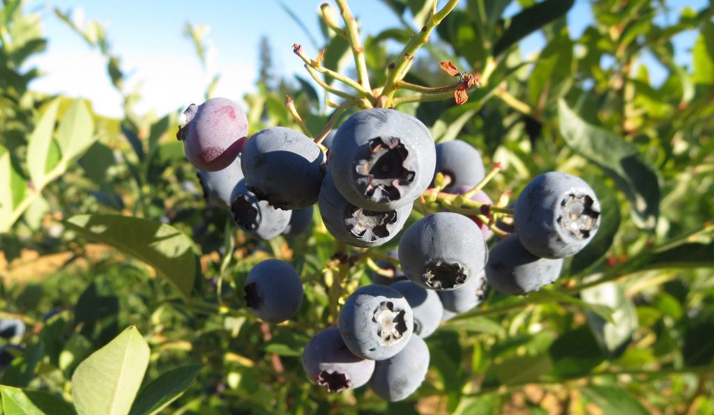 Nutrofertil – Fertilizantes e Substratos Orgânicos e Biológicos