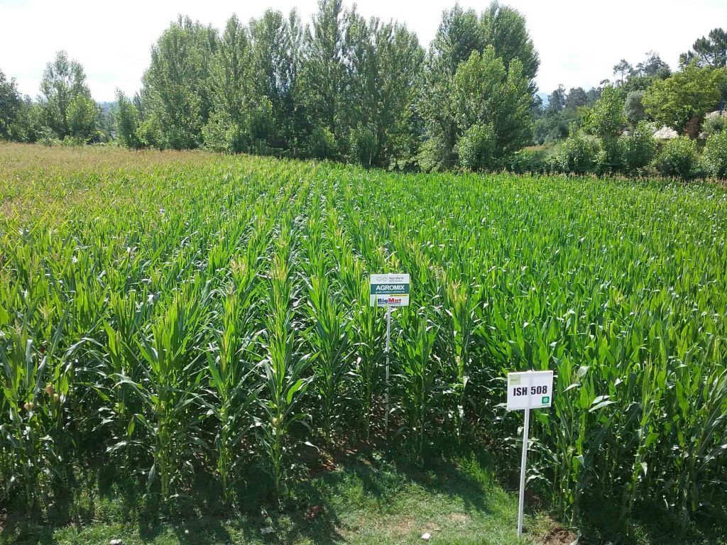 Nutrofertil – Fertilizantes e Substratos Orgânicos e Biológicos