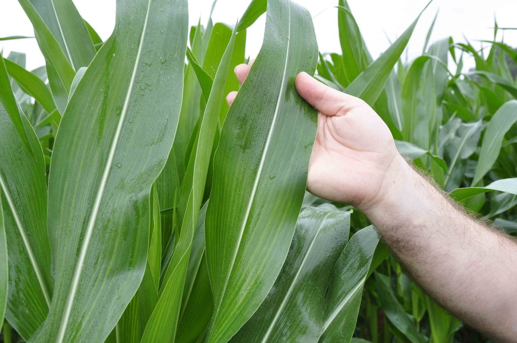 Nutrofertil – Fertilizantes e Substratos Orgânicos e Biológicos