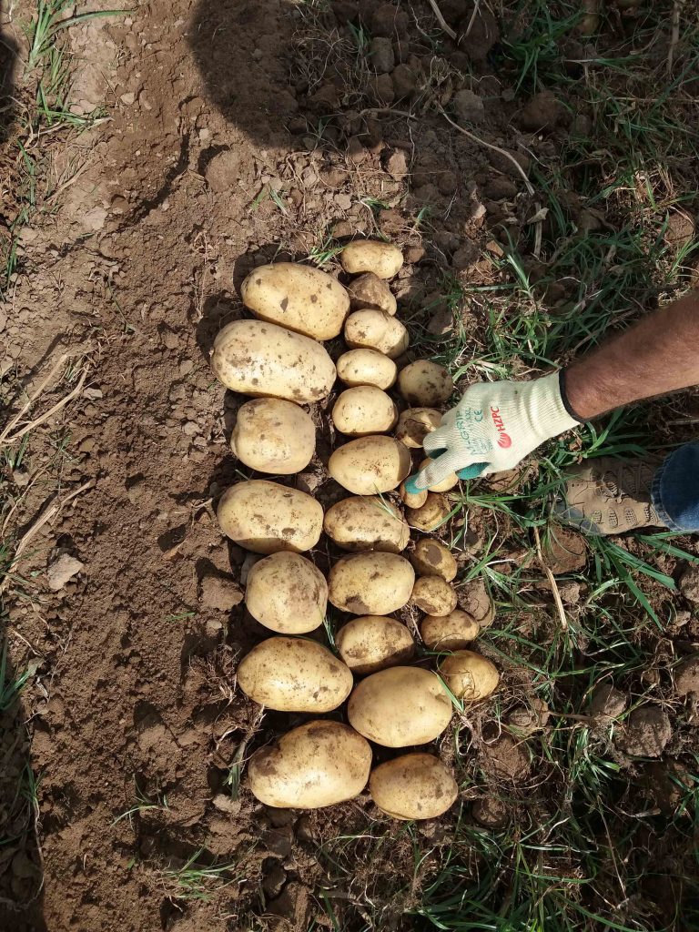 Nutrofertil – Fertilizantes e Substratos Orgânicos e Biológicos