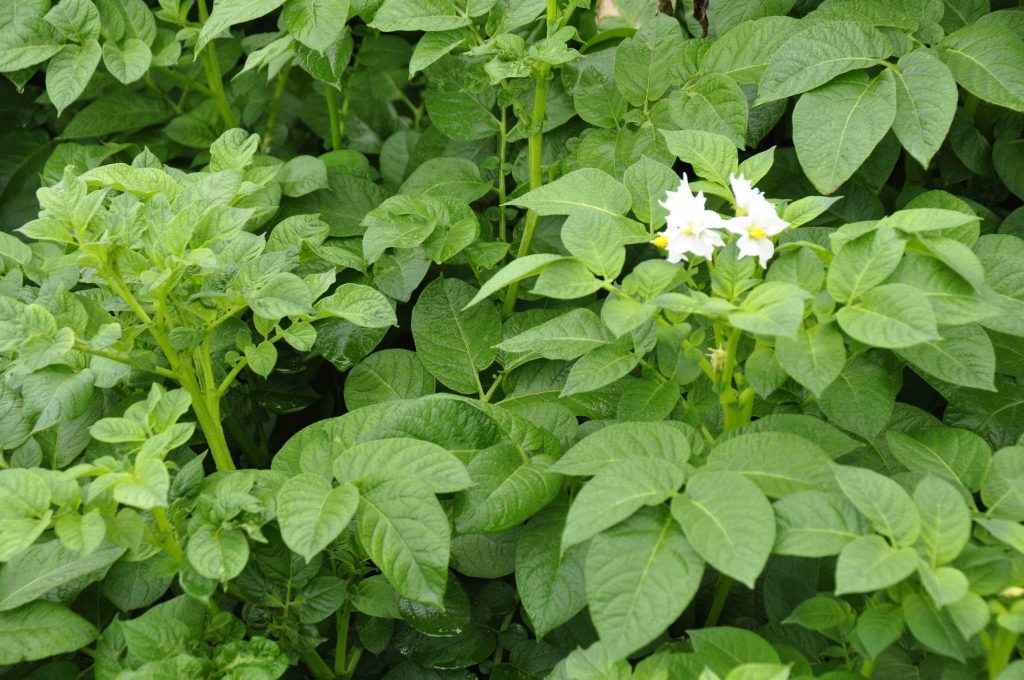 Nutrofertil – Fertilizantes e Substratos Orgânicos e Biológicos