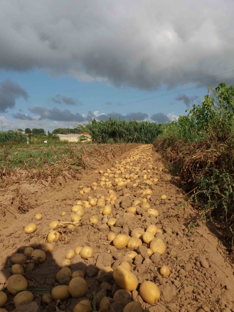Nutrofertil – Fertilizantes e Substratos Orgânicos e Biológicos