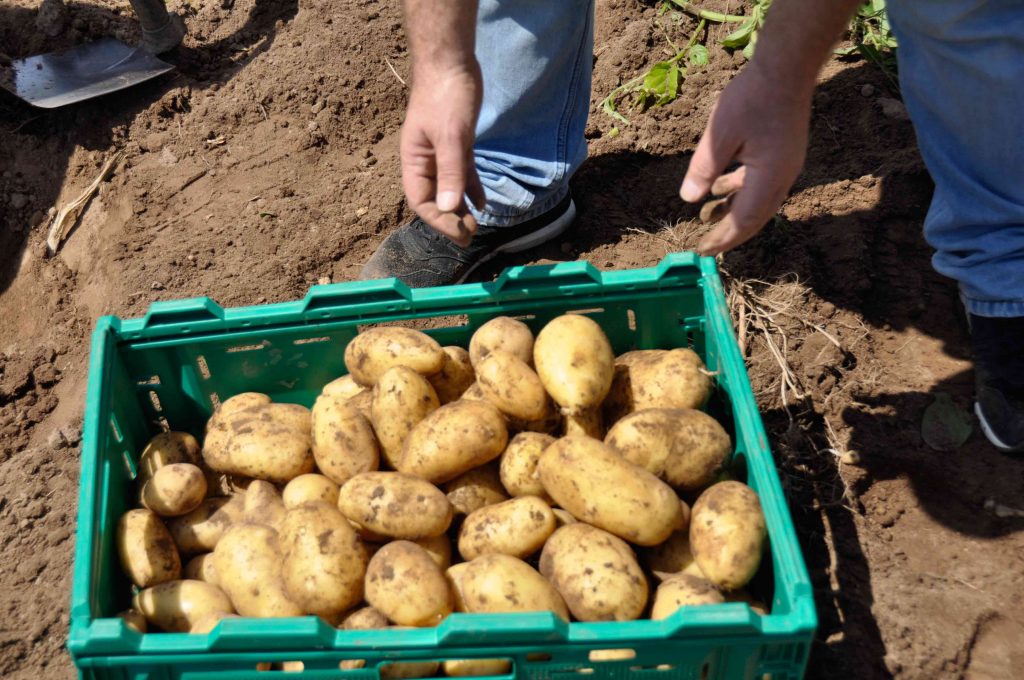 Nutrofertil – Fertilizantes e Substratos Orgânicos e Biológicos
