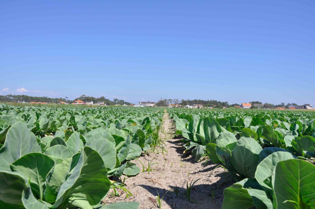 Nutrofertil – Fertilizantes e Substratos Orgânicos e Biológicos