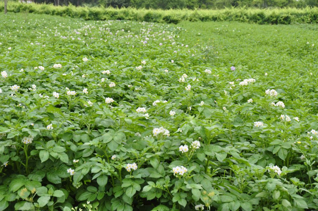 Nutrofertil – Fertilizantes e Substratos Orgânicos e Biológicos
