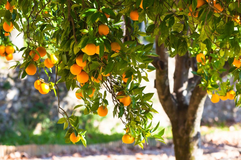 Nutrofertil – Fertilizantes e Substratos Orgânicos e Biológicos