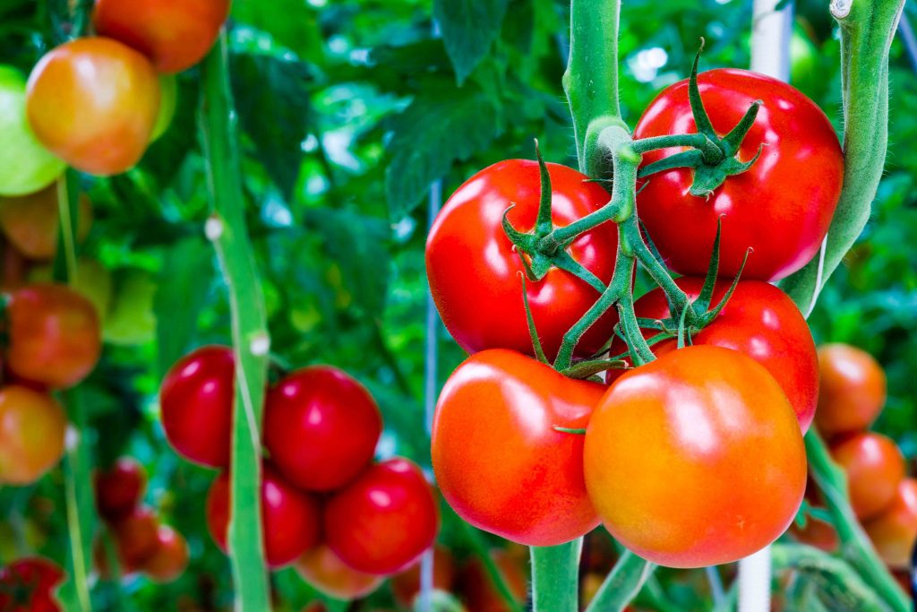 Nutrofertil – Fertilizantes e Substratos Orgânicos e Biológicos