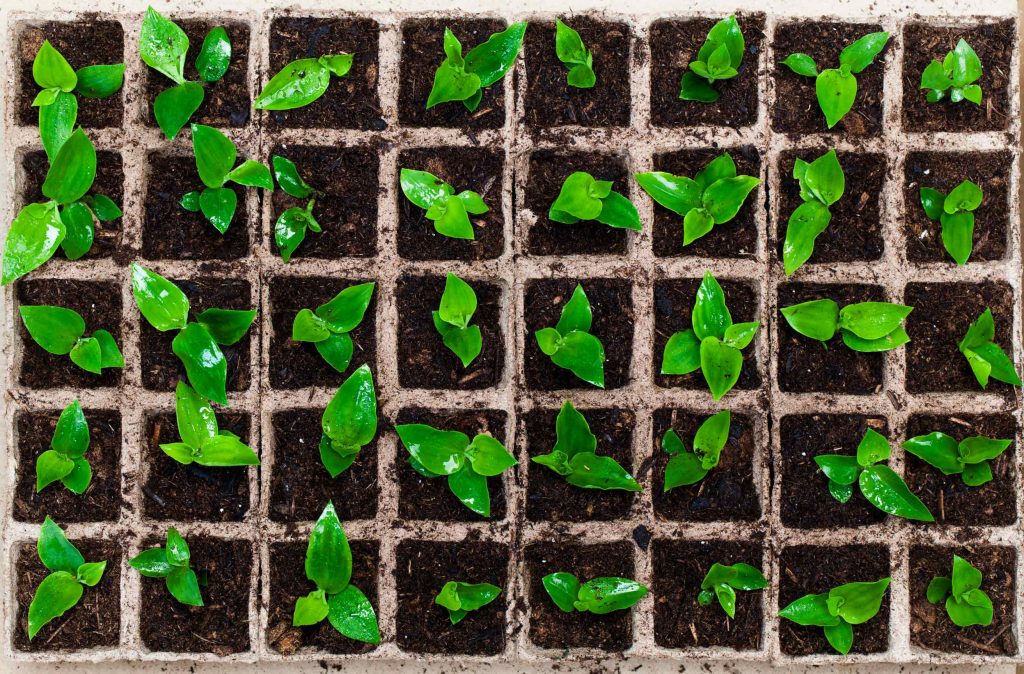 Nutrofertil – Fertilizantes e Substratos Orgânicos e Biológicos
