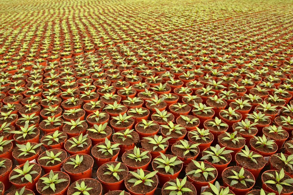 Nutrofertil – Fertilizantes e Substratos Orgânicos e Biológicos