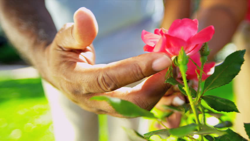 Nutrofertil – Fertilizantes e Substratos Orgânicos e Biológicos