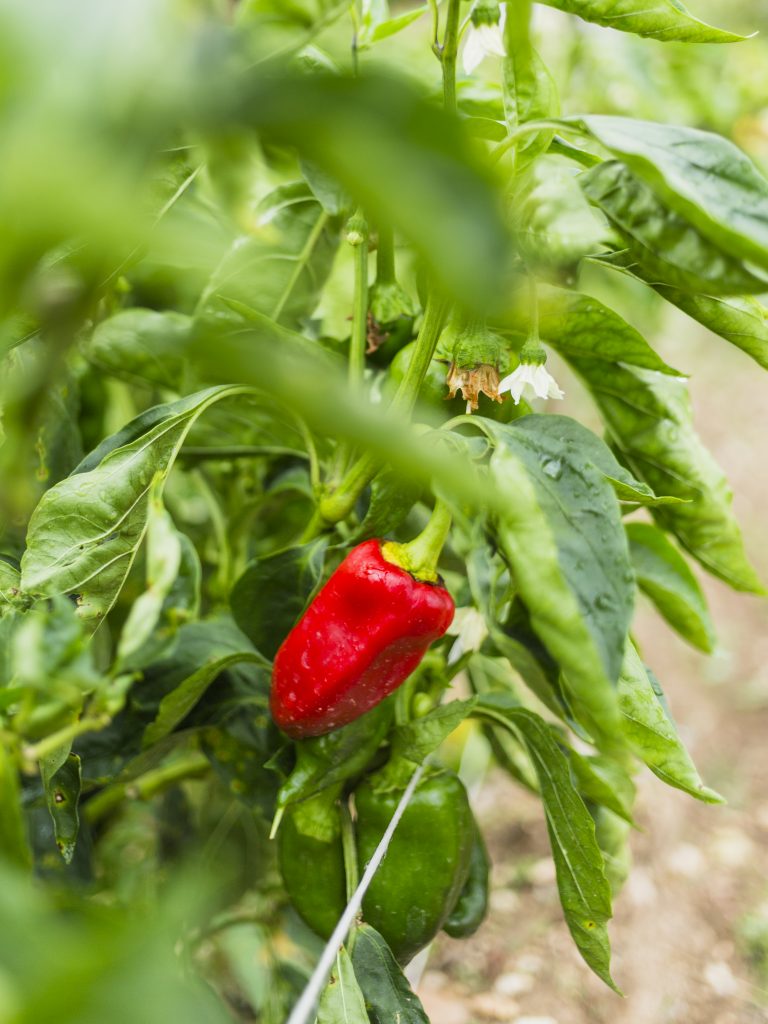 Nutrofertil – Fertilizantes e Substratos Orgânicos e Biológicos