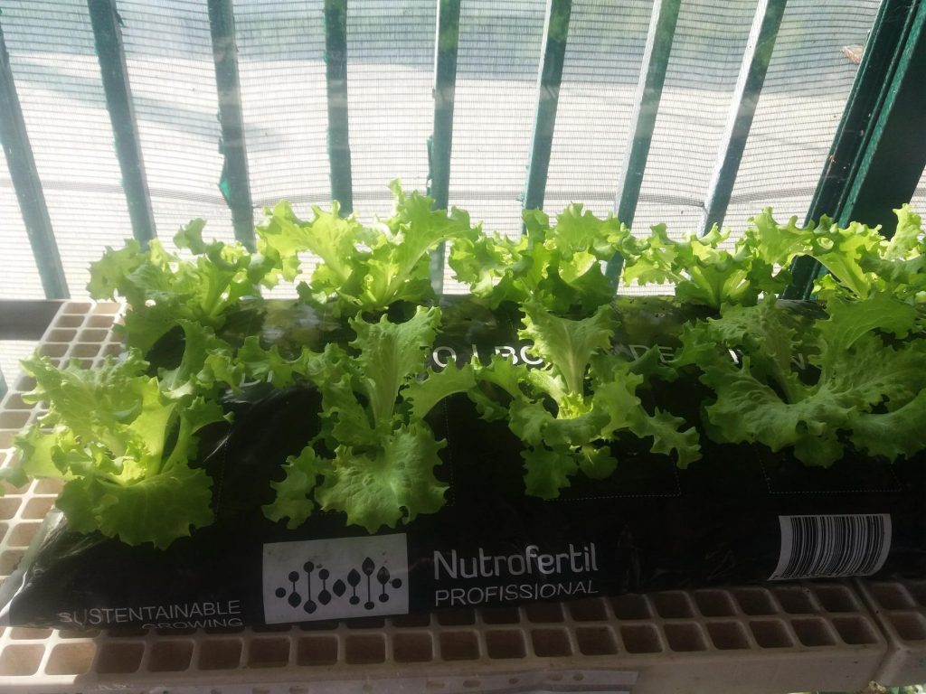 Nutrofertil – Fertilizantes e Substratos Orgânicos e Biológicos