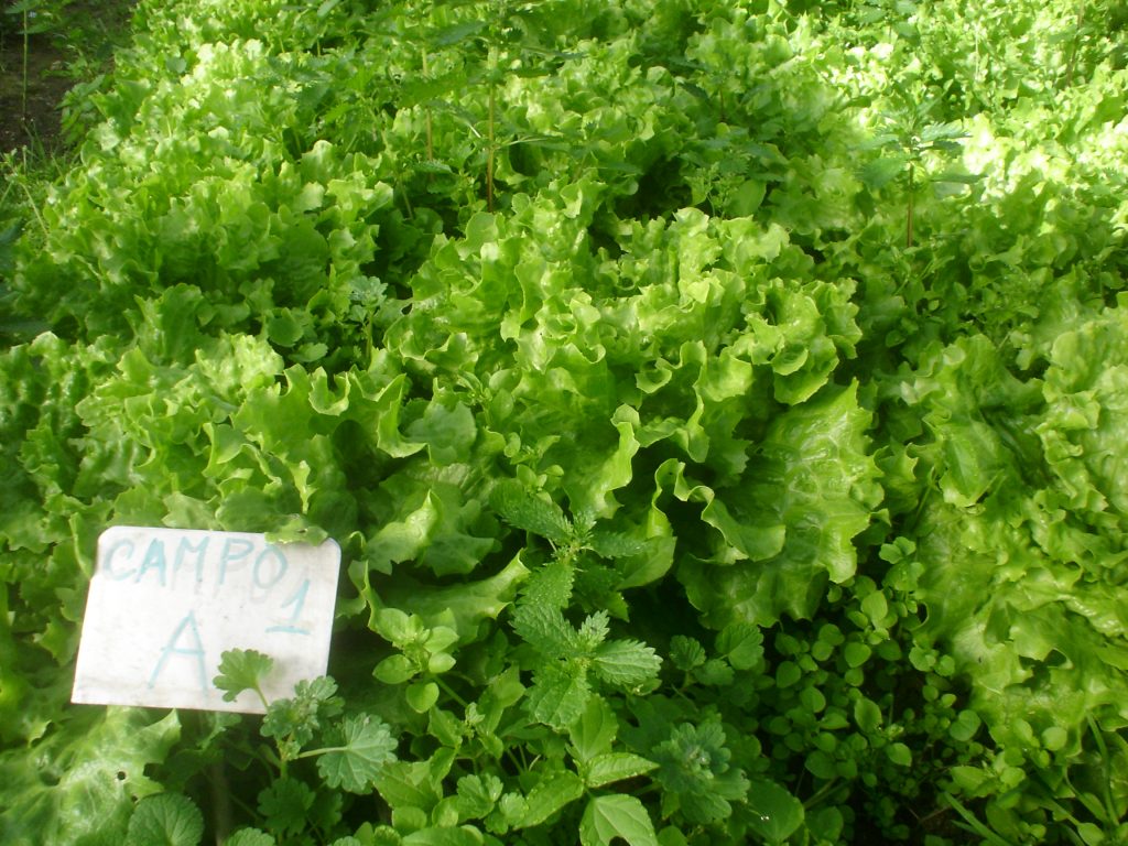 Nutrofertil – Fertilizantes e Substratos Orgânicos e Biológicos