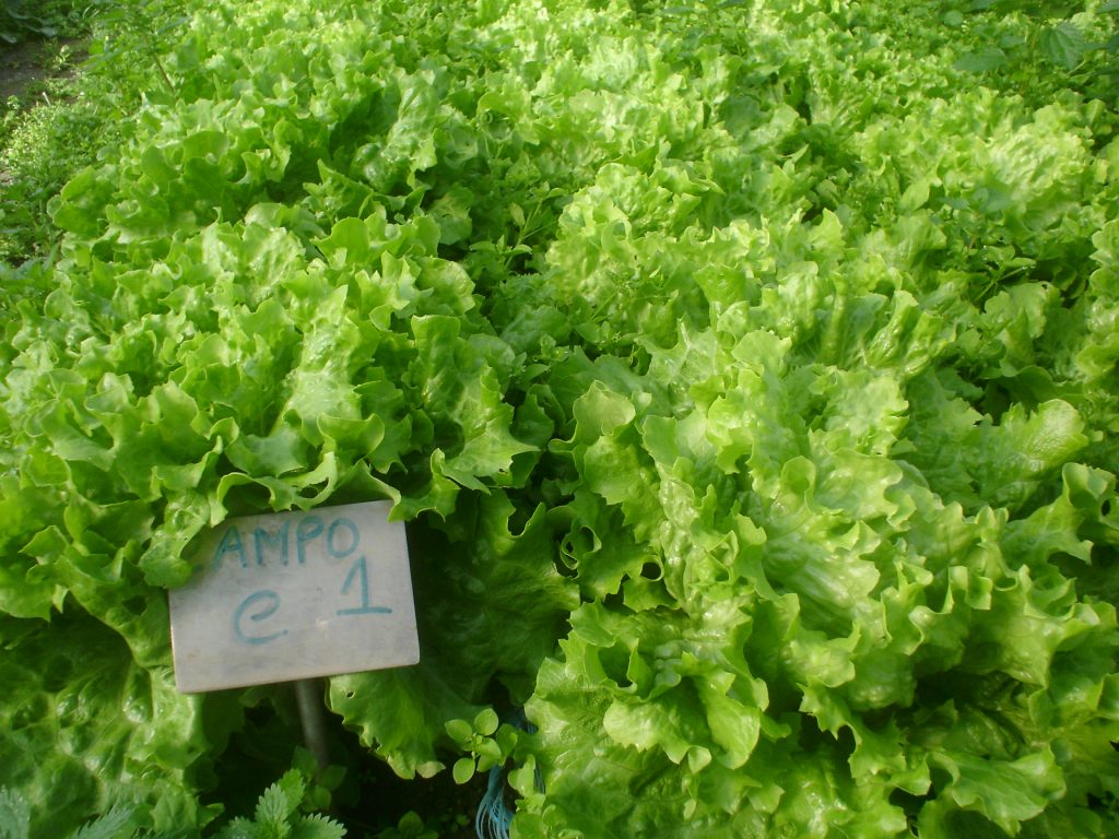 Nutrofertil – Fertilizantes e Substratos Orgânicos e Biológicos