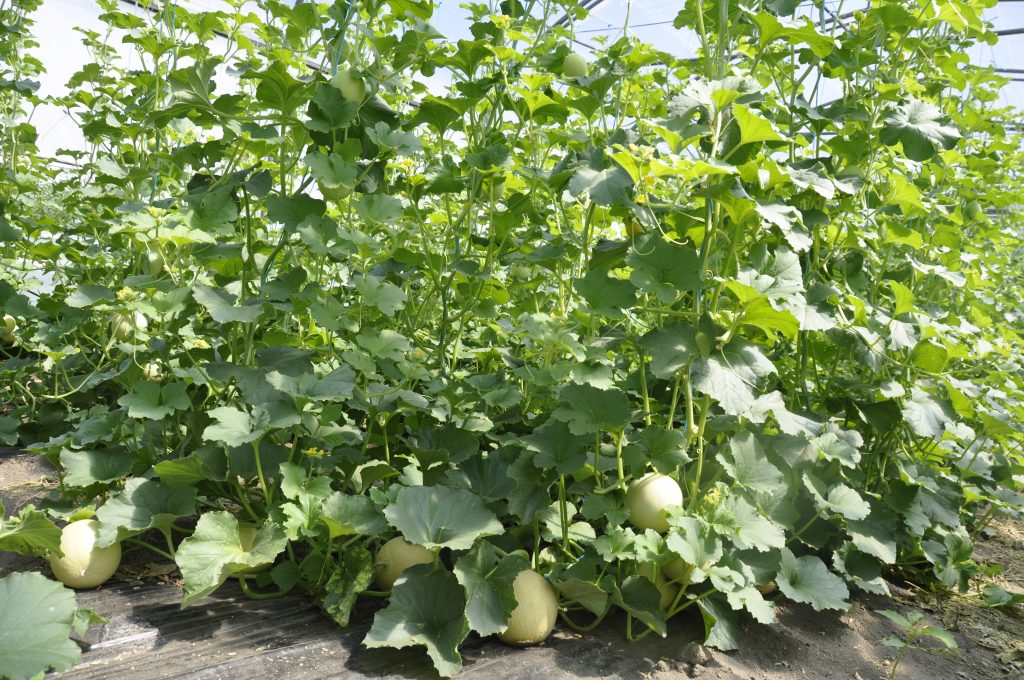 Nutrofertil – Fertilizantes e Substratos Orgânicos e Biológicos