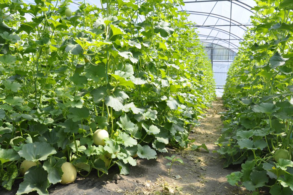 Nutrofertil – Fertilizantes e Substratos Orgânicos e Biológicos