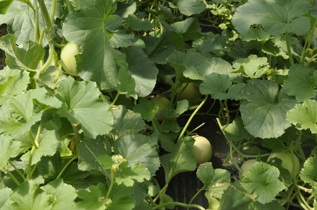 Nutrofertil – Fertilizantes e Substratos Orgânicos e Biológicos