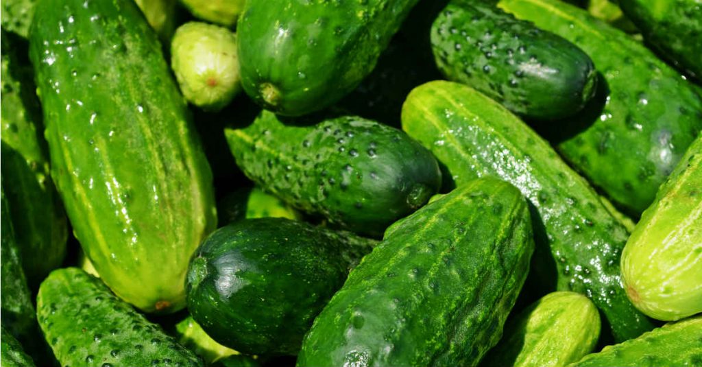 Nutrofertil – Fertilizantes e Substratos Orgânicos e Biológicos