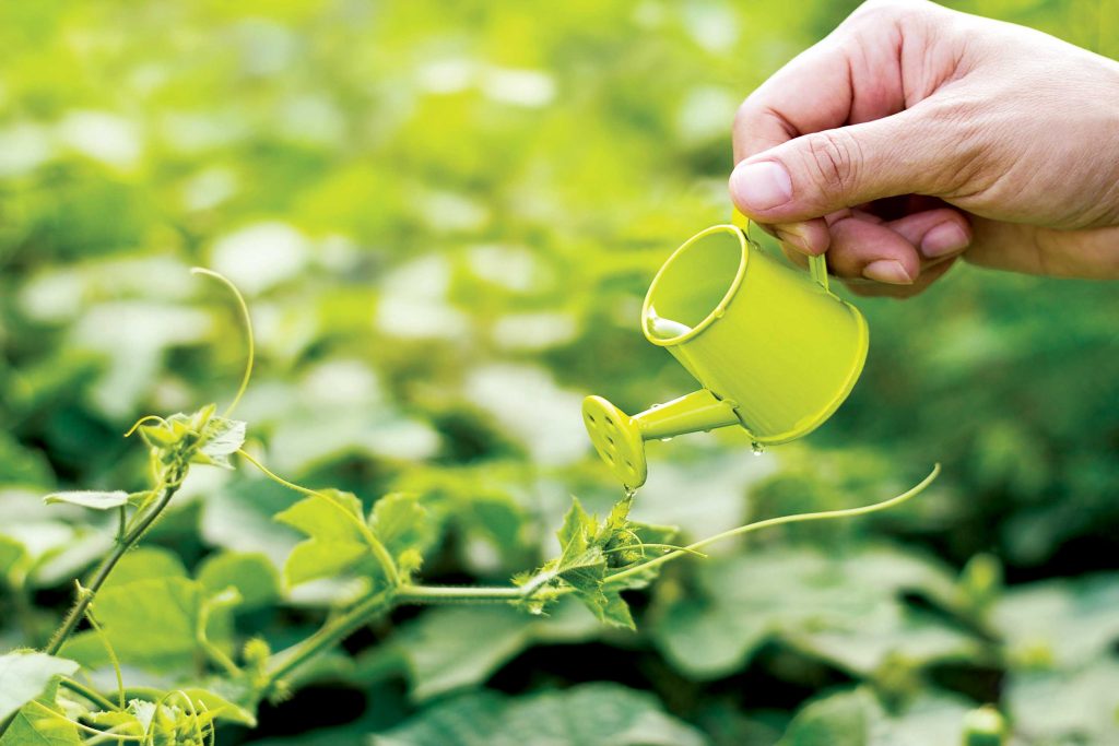 Nutrofertil – Fertilizantes e Substratos Orgânicos e Biológicos