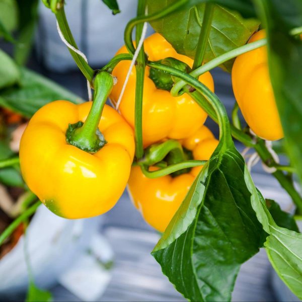 Plantar Pimentos em 5 Passos Nutrofertil Fertilizantes e Substratos