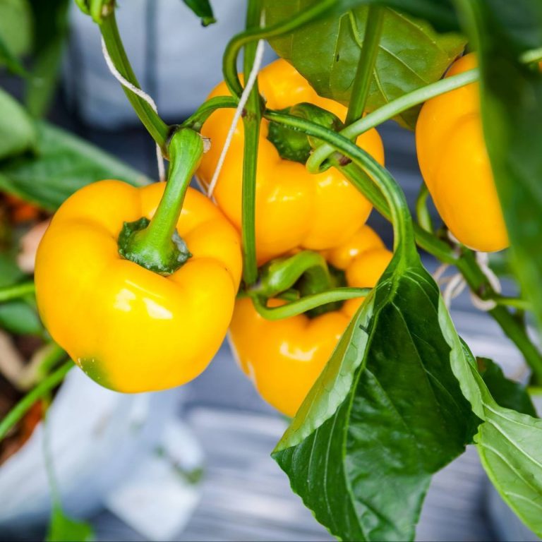 Plantar Pimentos em 5 Passos Nutrofertil Fertilizantes e Substratos Orgânicos e Biológicos