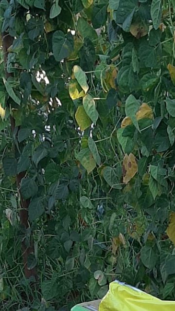 Nutrofertil – Fertilizantes e Substratos Orgânicos e Biológicos