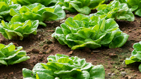 Nutrofertil – Fertilizantes e Substratos Orgânicos e Biológicos