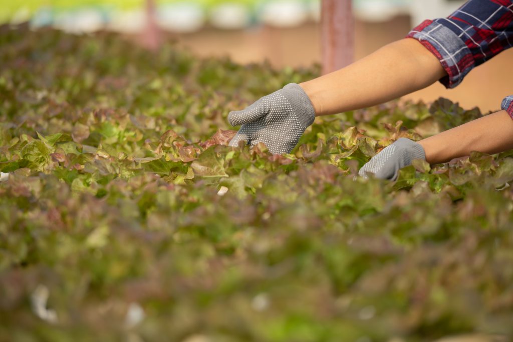 Nutrofertil – Fertilizantes e Substratos Orgânicos e Biológicos