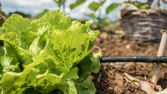 Nutrofertil – Fertilizantes e Substratos Orgânicos e Biológicos