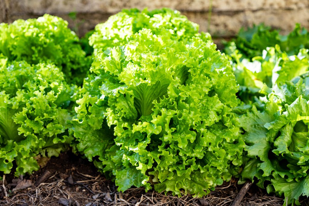 Nutrofertil – Fertilizantes e Substratos Orgânicos e Biológicos