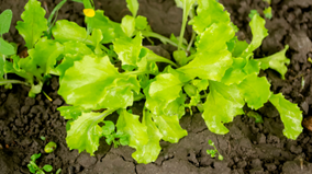 Nutrofertil – Fertilizantes e Substratos Orgânicos e Biológicos