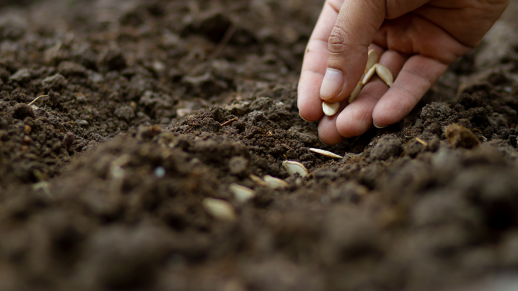 Nutrofertil – Fertilizantes e Substratos Orgânicos e Biológicos