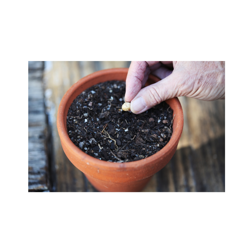 Nutrofertil – Fertilizantes e Substratos Orgânicos e Biológicos
