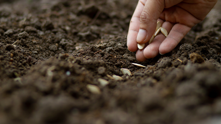 Nutrofertil – Fertilizantes e Substratos Orgânicos e Biológicos