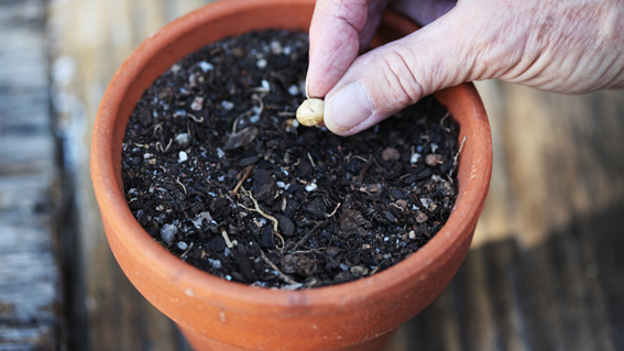 Nutrofertil – Fertilizantes e Substratos Orgânicos e Biológicos