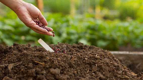 Nutrofertil – Fertilizantes e Substratos Orgânicos e Biológicos