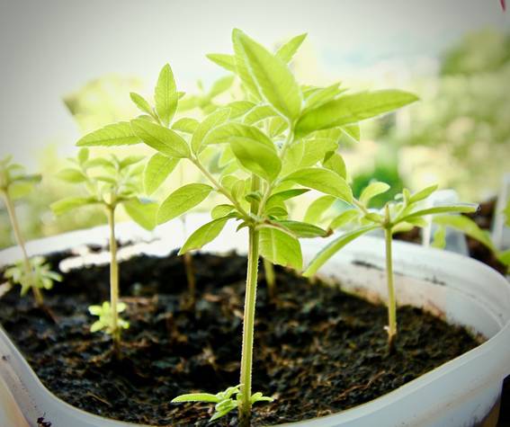 Nutrofertil – Fertilizantes e Substratos Orgânicos e Biológicos