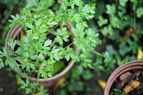 Nutrofertil – Fertilizantes e Substratos Orgânicos e Biológicos