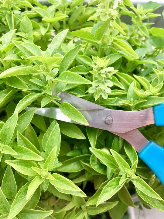 Nutrofertil – Fertilizantes e Substratos Orgânicos e Biológicos