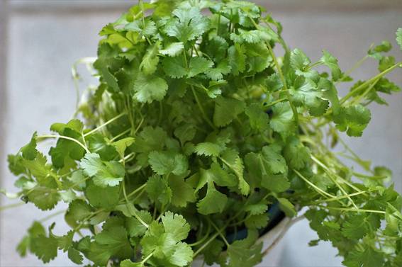 Nutrofertil – Fertilizantes e Substratos Orgânicos e Biológicos